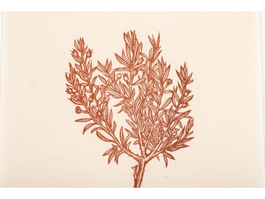 Elliott Offner (Am., 1931-2010) Woodcut Print, Wild Rosemary Plant