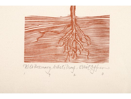 Elliott Offner (Am., 1931-2010) Woodcut Print, Wild Rosemary Plant