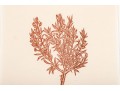 Elliott Offner (Am., 1931-2010) Woodcut Print, Wild Rosemary Plant