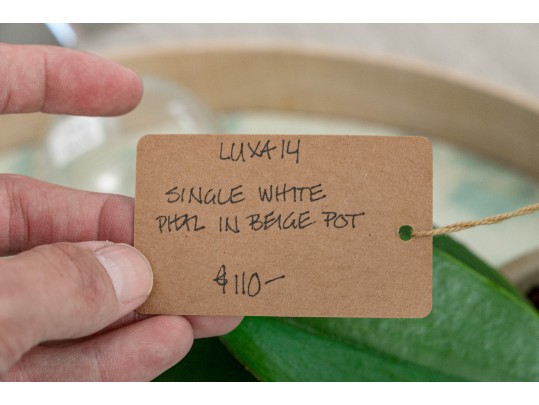 Faux Orchid Plant Retail $110