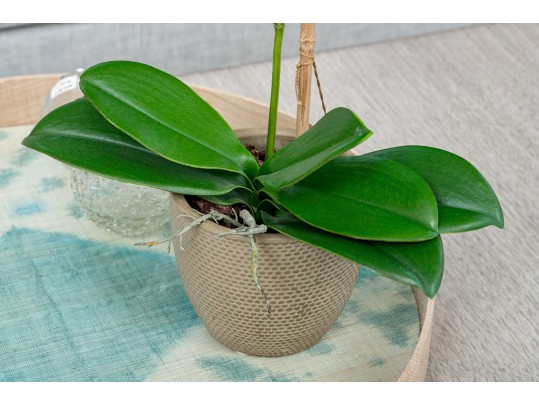 Faux Orchid Plant Retail $110
