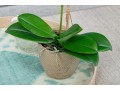 Faux Orchid Plant Retail $110