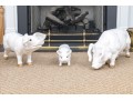 A Family Of Three French White Glazed Terracotta Pigs