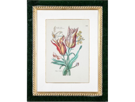 Pair Of Fine Trowbridge Framed Color Botanical Prints, Tulips And Auriculas