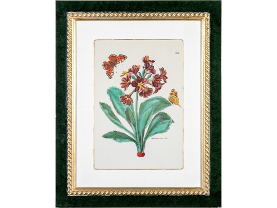 Pair Of Fine Trowbridge Framed Color Botanical Prints, Tulips And Auriculas