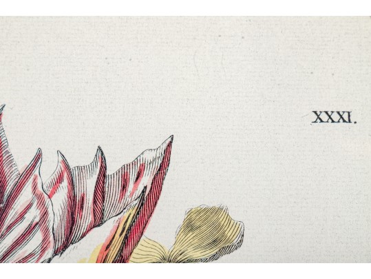 Pair Of Fine Trowbridge Framed Color Botanical Prints, Tulips And Auriculas