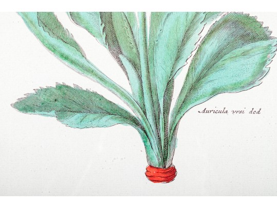 Pair Of Fine Trowbridge Framed Color Botanical Prints, Tulips And Auriculas