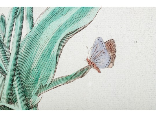 Pair Of Fine Trowbridge Framed Color Botanical Prints, Tulips And Auriculas