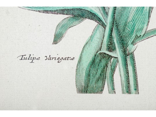 Pair Of Fine Trowbridge Framed Color Botanical Prints, Tulips And Auriculas