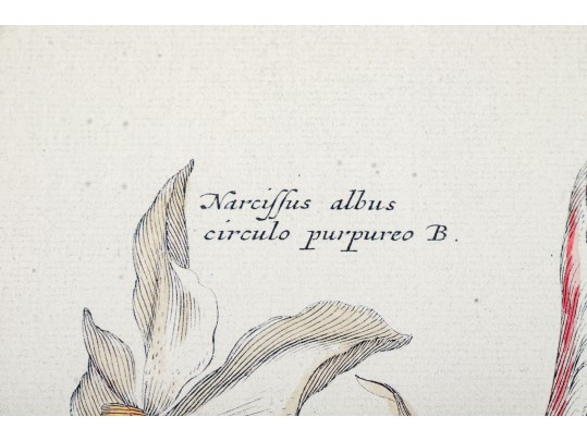 Pair Of Fine Trowbridge Framed Color Botanical Prints, Tulips And Auriculas