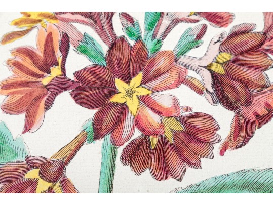 Pair Of Fine Trowbridge Framed Color Botanical Prints, Tulips And Auriculas