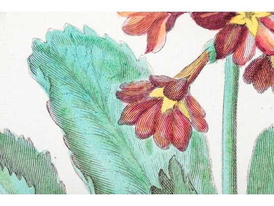 Pair Of Fine Trowbridge Framed Color Botanical Prints, Tulips And Auriculas