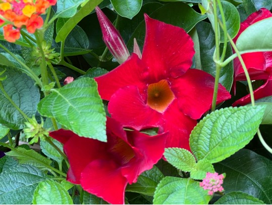 Substantial Cast Concrete Outdoor Jardiniere 