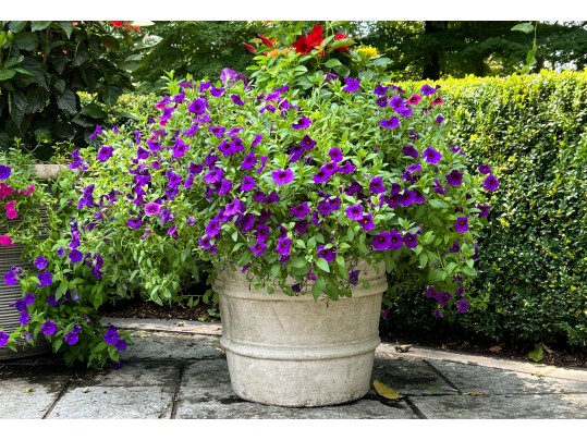 Substantial Cast Concrete Outdoor Jardiniere 