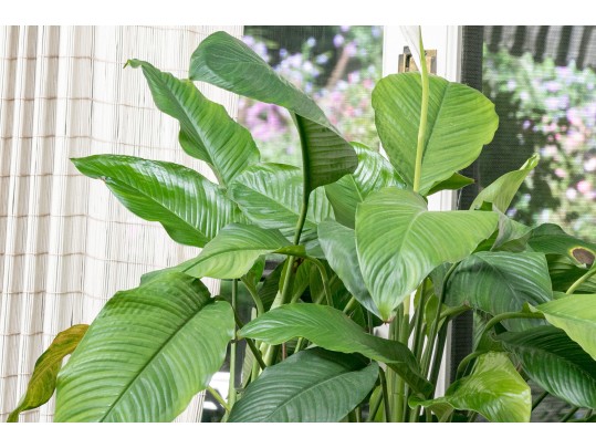 Beautiful Large Yellow And Green Italian Ceramic Urn