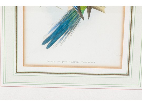 Pair Of Antique Hand-colored Parrot Bookplate Engravings