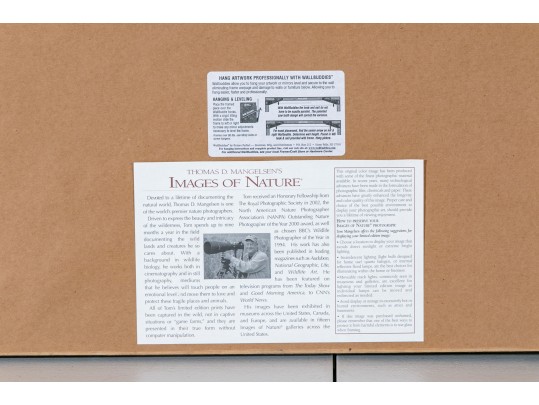 Thomas D. Mangelsen Images Of Nature Series Colored Photograph