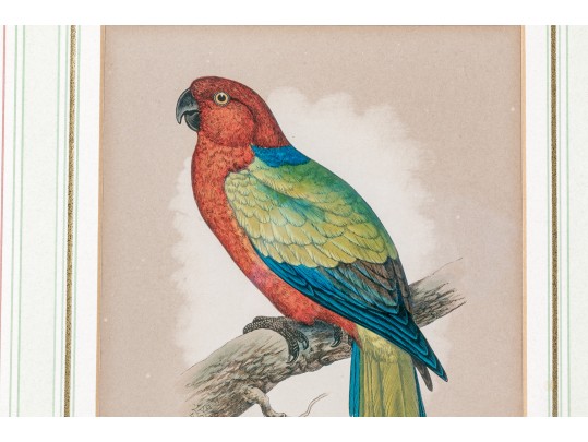 Pair Of Antique Hand-colored Parrot Bookplate Engravings
