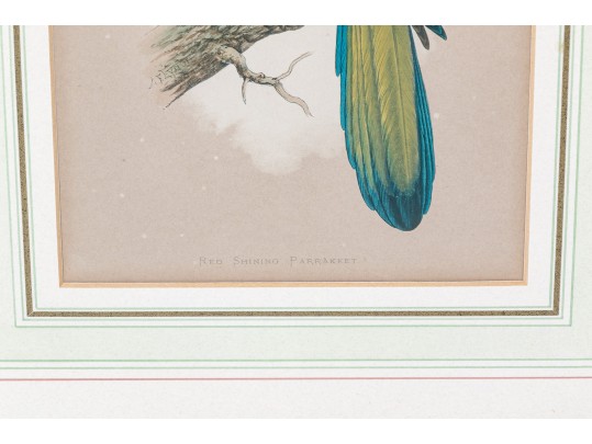Pair Of Antique Hand-colored Parrot Bookplate Engravings