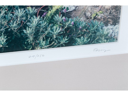 Pair Of Ferris, Colored Photographs
