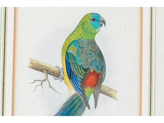 Pair Of Antique Hand-colored Parrot Bookplate Engravings