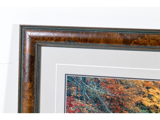 Thomas D. Mangelsen Images Of Nature Series Colored Photograph