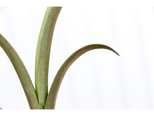Collection Of 9 Porcelain And Metal White Tulips 