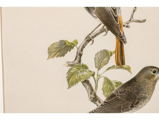 Pair Of Fine J. Pocker & Son Gilt Framed European Color Song Bird Lithographs