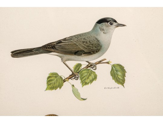 Pair Of Fine J. Pocker & Son Gilt Framed European Color Song Bird Lithographs