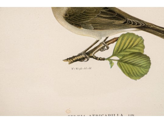 Pair Of Fine J. Pocker & Son Gilt Framed European Color Song Bird Lithographs