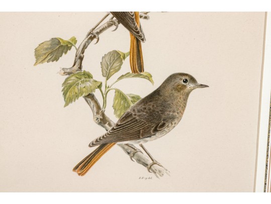 Pair Of Fine J. Pocker & Son Gilt Framed European Color Song Bird Lithographs