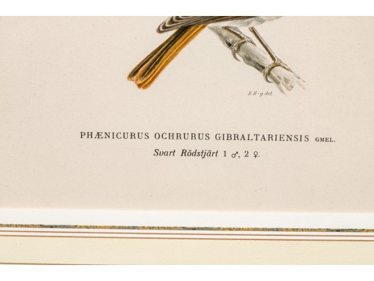 Pair Of Fine J. Pocker & Son Gilt Framed European Color Song Bird Lithographs