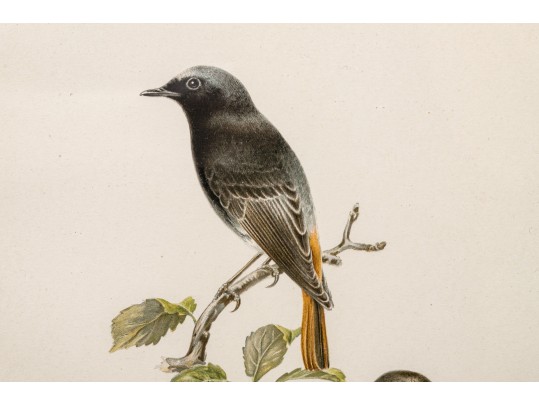 Pair Of Fine J. Pocker & Son Gilt Framed European Color Song Bird Lithographs