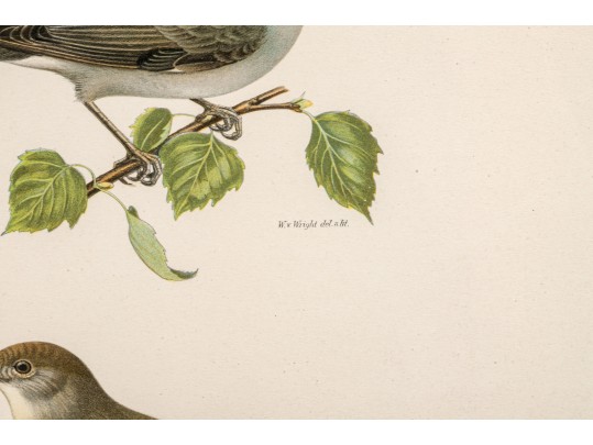 Pair Of Fine J. Pocker & Son Gilt Framed European Color Song Bird Lithographs