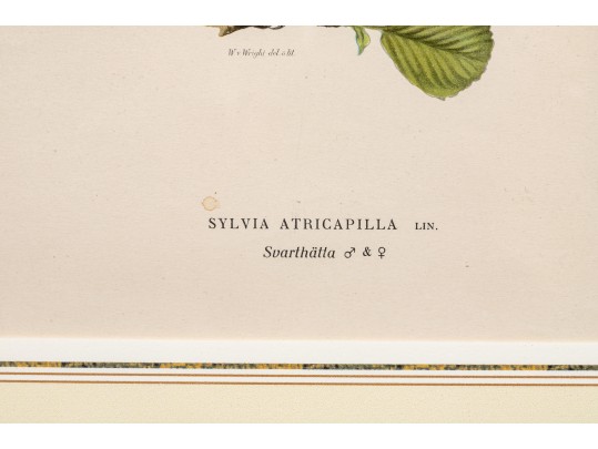 Pair Of Fine J. Pocker & Son Gilt Framed European Color Song Bird Lithographs