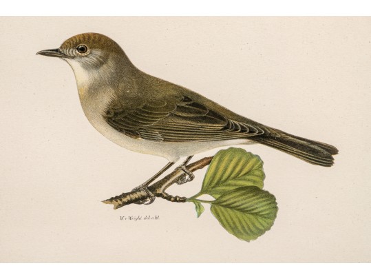 Pair Of Fine J. Pocker & Son Gilt Framed European Color Song Bird Lithographs