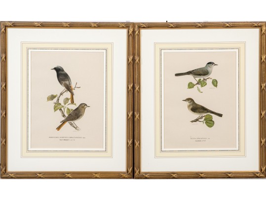 Pair Of Fine J. Pocker & Son Gilt Framed European Color Song Bird Lithographs