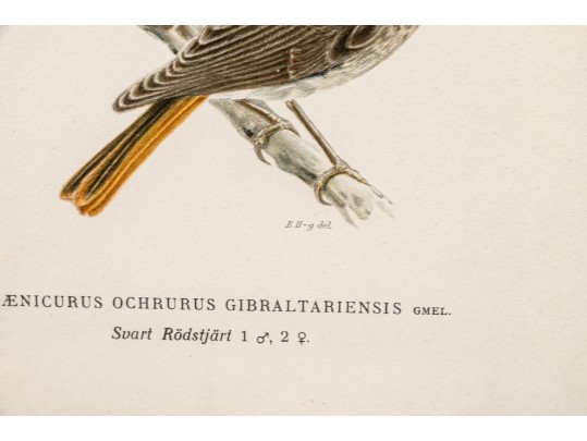 Pair Of Fine J. Pocker & Son Gilt Framed European Color Song Bird Lithographs