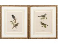 Pair Of Fine J. Pocker & Son Gilt Framed European Color Song Bird Lithographs