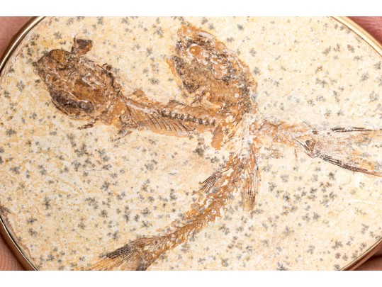 Unique Pendant Displaying Fish Fossils