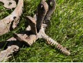 Industrial Iron Garden Decoration 