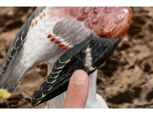 German, Meissen Hand Painted Porcelain Perched Bird
