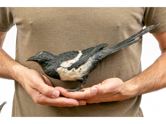 A Large Cold Painted Bronze Figure Of A Magpie By Franz Bergman