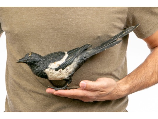 A Large Cold Painted Bronze Figure Of A Magpie By Franz Bergman