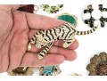 Handsome Lot Of Nicely Made Costume Jewelry, Including Ciner And Trifari