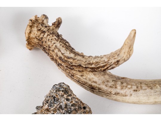 Eclectic Decorative Collection Of 12 Shell, Horn And Stone Items