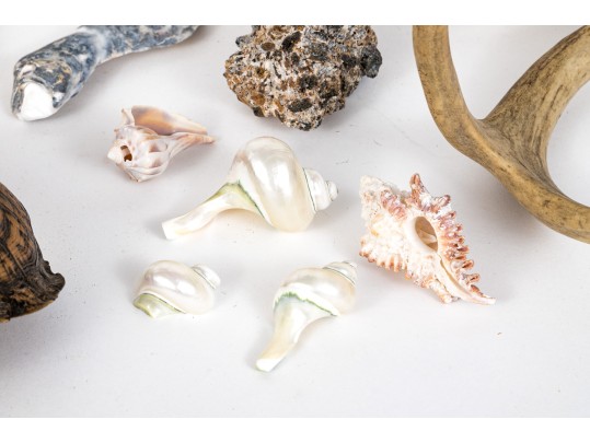 Eclectic Decorative Collection Of 12 Shell, Horn And Stone Items