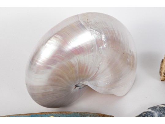 Eclectic Decorative Collection Of 12 Shell, Horn And Stone Items