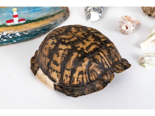 Eclectic Decorative Collection Of 12 Shell, Horn And Stone Items