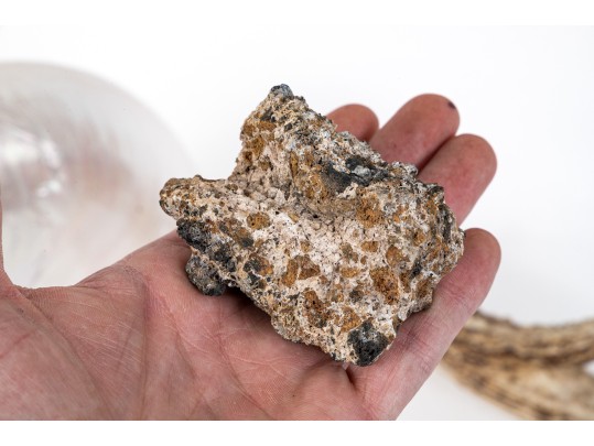 Eclectic Decorative Collection Of 12 Shell, Horn And Stone Items